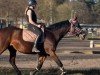 dressage horse Pandora 270 (Westphalian, 2006, from Pilaro)