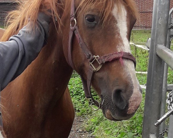 Pferd Nambrino (Deutsches Reitpony, 1991, von Navajo)