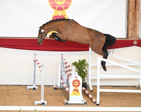 jumper Caramant de Semilly (Westphalian, 2022, from Carambole)