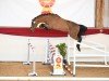 jumper Caramant de Semilly (Westphalian, 2022, from Carambole)