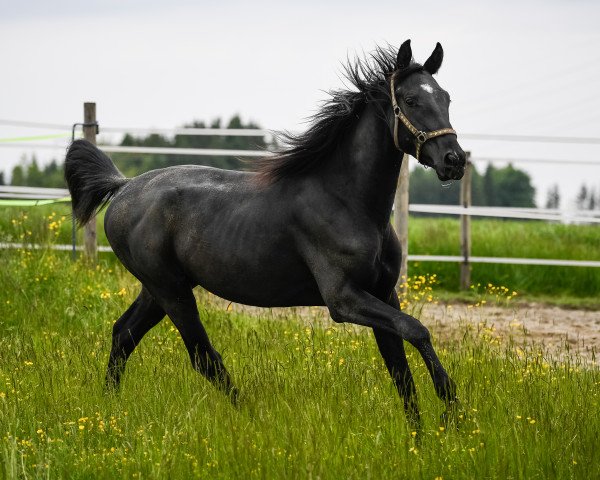 dressage horse Tango Dancer (Hanoverian, 2019, from Total Hope OLD)