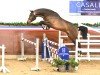 jumper Cornetan du Reventon (Holsteiner, 2022, from Cornet’s Balou)