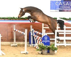 jumper Cornetan du Reventon (Holsteiner, 2022, from Cornet’s Balou)
