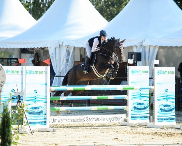 jumper Variety Star Z (Zangersheide riding horse, 2016, from Vagrant Z)