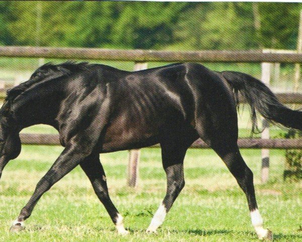 Pferd Smooth Sugar Devil (Quarter Horse, 1999, von Genuine Sugar)