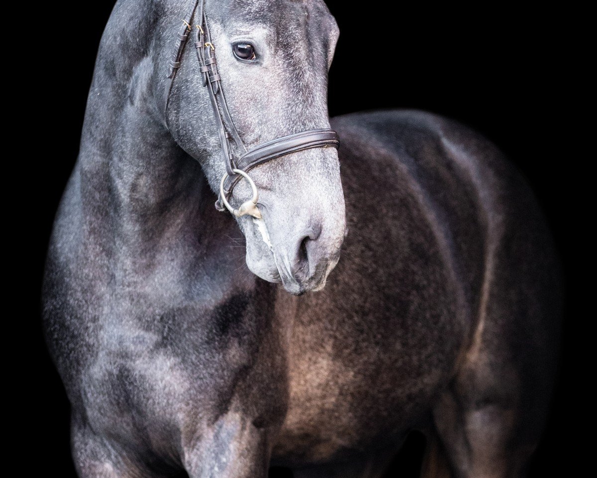 jumper Dourkhan Pro Hero (anglo european sporthorse, 2022, from Dourkhan Hero Z)