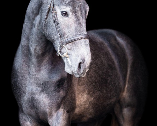 Springpferd Dourkhan Pro Hero (Anglo Europäisches Sportpferd, 2022, von Dourkhan Hero Z)