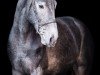 jumper Dourkhan Pro Hero (anglo european sporthorse, 2022, from Dourkhan Hero Z)