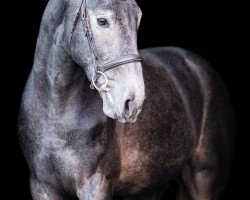 jumper Dourkhan Pro Hero (anglo european sporthorse, 2022, from Dourkhan Hero Z)