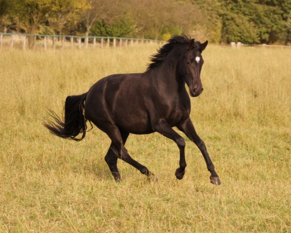 broodmare Rose (Hanoverian, 2009, from Roadster)