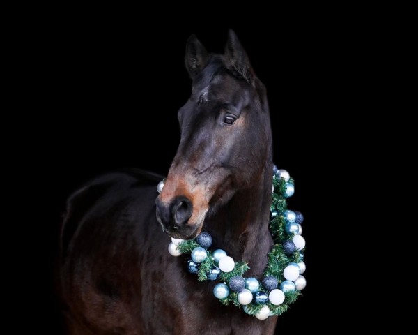 Springpferd Chinua (Holsteiner, 2008, von Cartani 4)