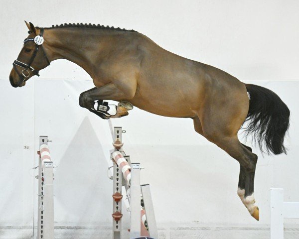 Springpferd Empire Kalone (Österreichisches Warmblut, 2021, von Ermitage Kalone)