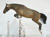 jumper Empire Kalone (Austrian Warmblood, 2021, from Ermitage Kalone)