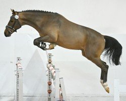 jumper Empire Kalone (Austrian Warmblood, 2021, from Ermitage Kalone)