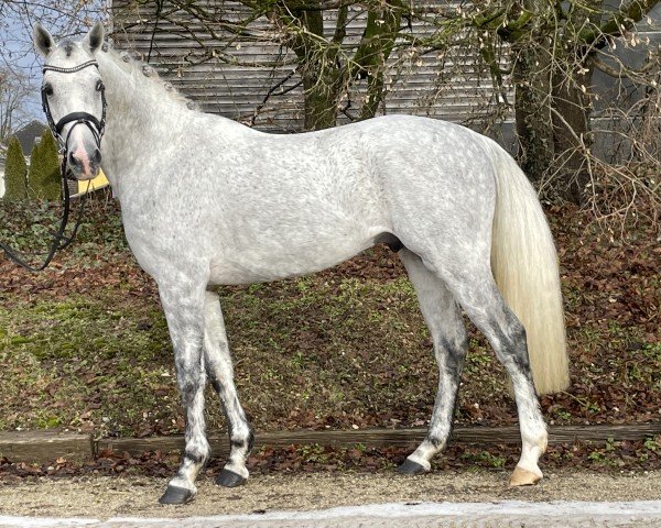 Deckhengst Flying Dynamite (Holsteiner, 2020, von For Treasure VDL)