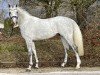 stallion Flying Dynamite (Holsteiner, 2020, from For Treasure VDL)