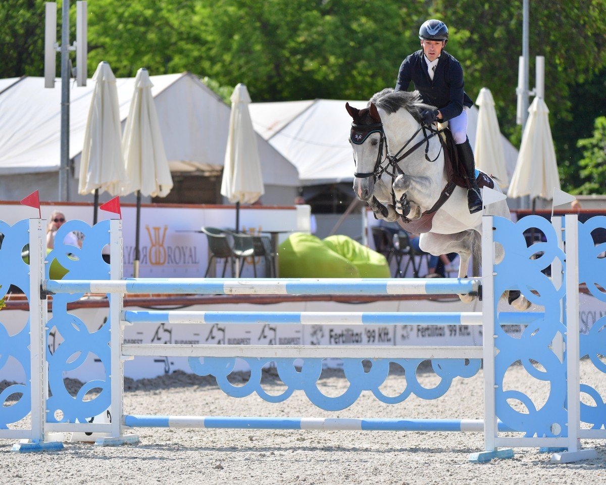 stallion Kanthago de Revel (Zangersheide riding horse, 2016, from Kannan)