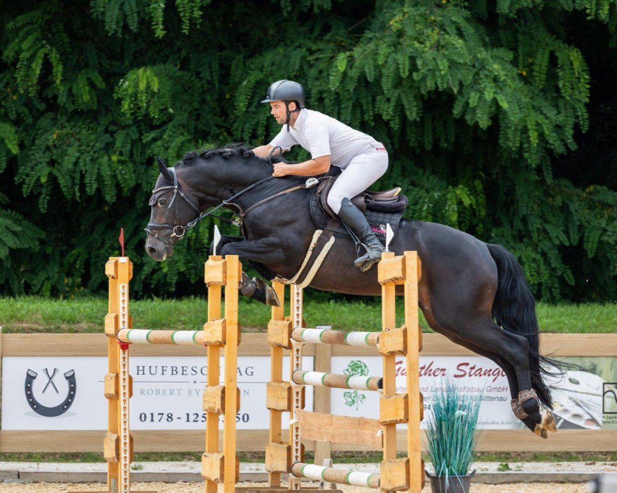Deckhengst Nanthago R-E (KWPN (Niederländisches Warmblut), 2018, von Comthago VDL)