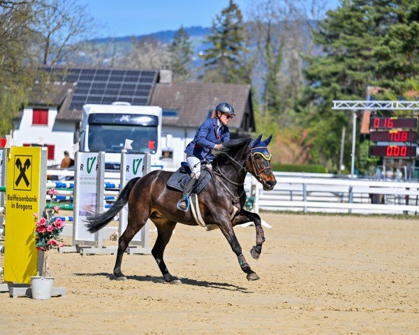 Springpferd Liza Minelli Us (Holsteiner, 2018, von Chapeau Tn)