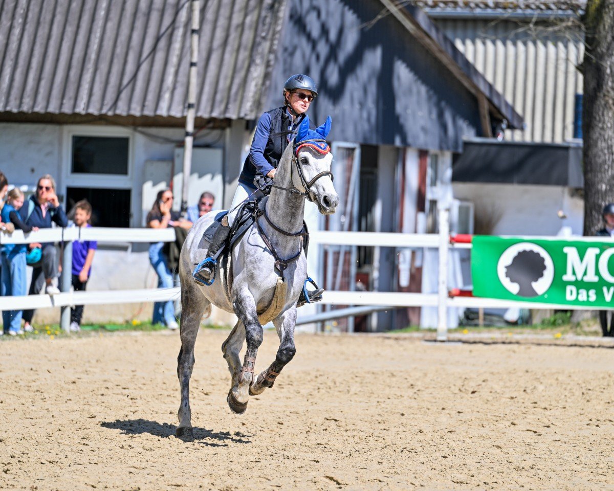 jumper Cornet's Prinz 3 (Westphalian, 2018, from Cornet Obolensky)