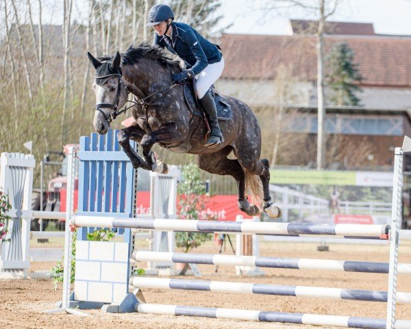 jumper Schneeflöckchen vom Scheulenhof (German Sport Horse, 2019, from Cicero Z van Paemel)