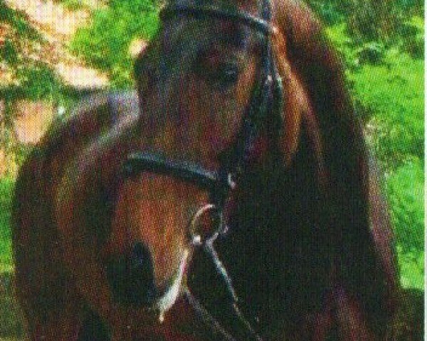 broodmare Donnabosca (Hanoverian, 2005, from Don Bosco)