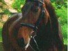 broodmare Donnabosca (Hanoverian, 2005, from Don Bosco)