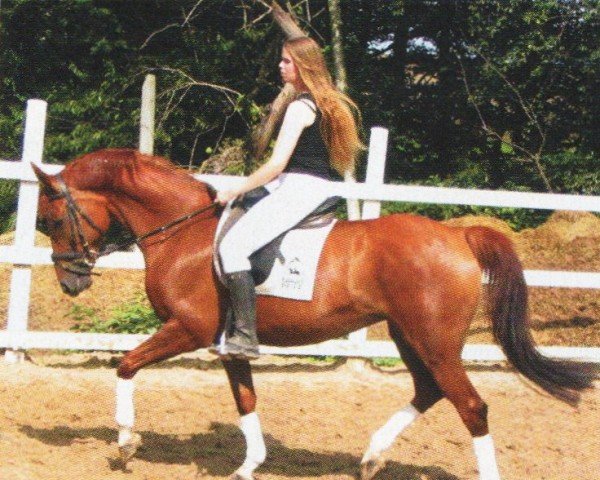 Zuchtstute Gilda (Sachsen-Anhaltiner, 1996, von Gepard)