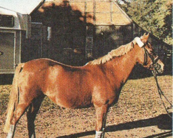 Zuchtstute Goldika (Welsh Pony (Sek.B), 1993, von Twylands Firecracker)