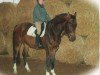 jumper Armani 301 (German Sport Horse, 2006, from Amorado)