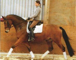 horse Gitano 408 (Trakehner,  , from Adamello)