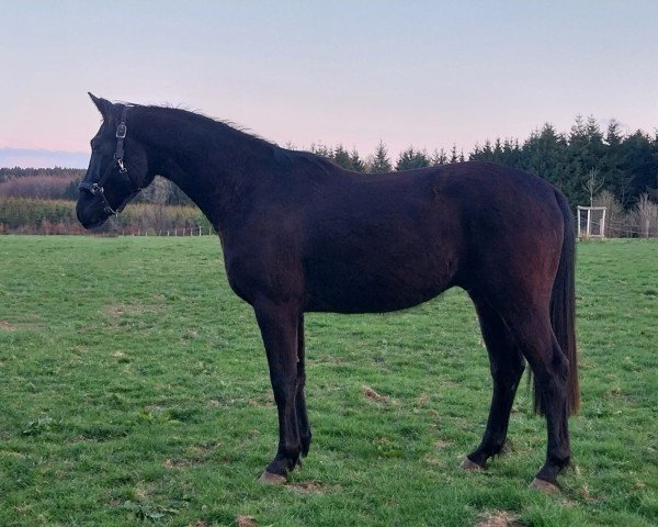 dressage horse Bellano T.D. (Oldenburg, 2022, from Bellany)