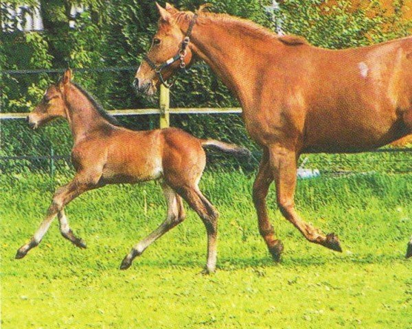 dressage horse Claudio 21 (Hanoverian, 2004, from Connery)