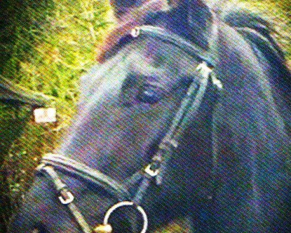 horse Wolke sieben 52 (Hanoverian, 2006, from Woronow)