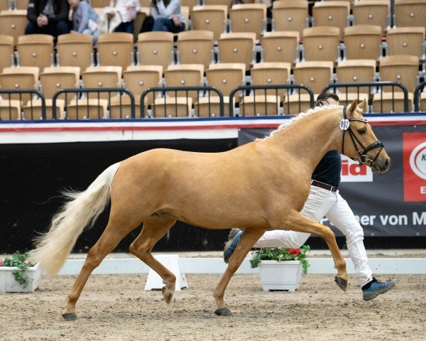 Dressurpferd Gipfeltänzer (Deutsches Reitpony, 2022, von Gipfelstürmer)