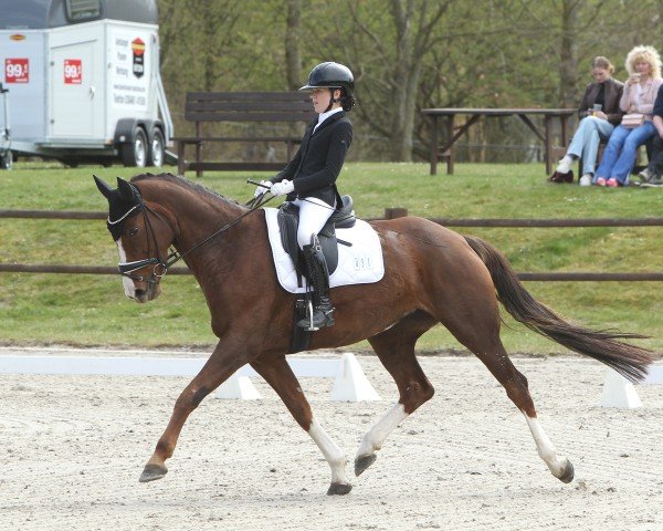 dressage horse Dark Rouge D (Hanoverian, 2014, from Don Frederic 3)