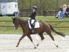 dressage horse Dark Rouge D (Hanoverian, 2014, from Don Frederic 3)