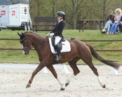 dressage horse Dark Rouge D (Hanoverian, 2014, from Don Frederic 3)