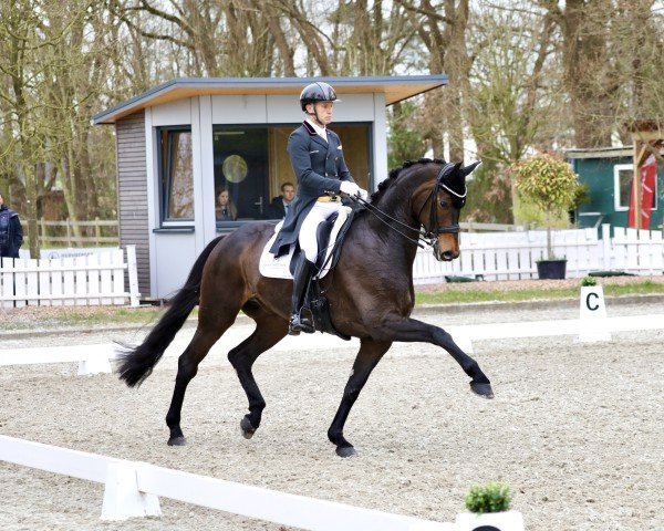 dressage horse Manolo FRH (Hanoverian, 2017, from Morricone)