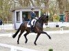 dressage horse Manolo FRH (Hanoverian, 2017, from Morricone)