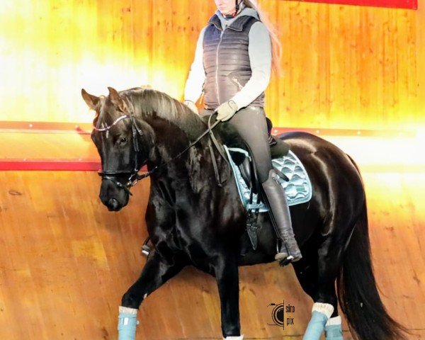 jumper Fürstin Frida (Oldenburg, 2021, from Fürst Romancier)