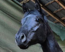 Dressurpferd Vin Noire (Hannoveraner, 2022, von Vidar)