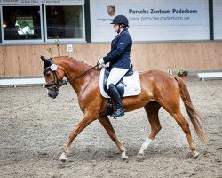 dressage horse Despacita 7 (Westphalian, 2016, from Dankeschön)