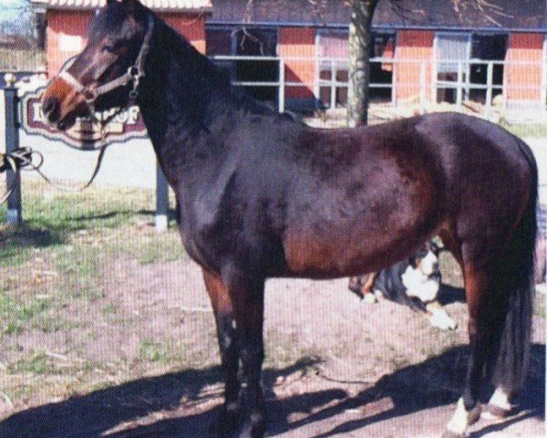 Springpferd Merry Poppins 5 (Deutsches Reitpony, 2008, von Llaun Taniwr)