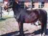 Springpferd Merry Poppins 5 (Deutsches Reitpony, 2008, von Llaun Taniwr)