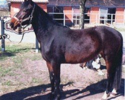 Springpferd Merry Poppins 5 (Deutsches Reitpony, 2008, von Llaun Taniwr)