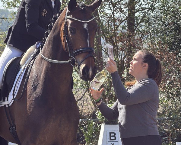 dressage horse Sutopia (Oldenburg, 2019, from Sir Donnerhall I)