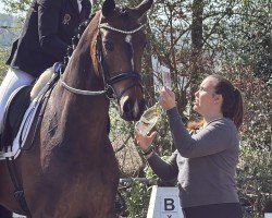 dressage horse Sutopia (Oldenburg, 2019, from Sir Donnerhall I)