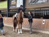 dressage horse Showdown BR (Hanoverian, 2020, from Sezuan)