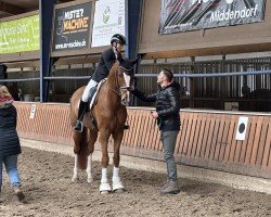 dressage horse Showdown BR (Hanoverian, 2020, from Sezuan)